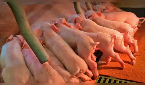 Cerda da a luz a sus crías y una de ellas tiene malformación que la convierte en un elefante [VIDEO]