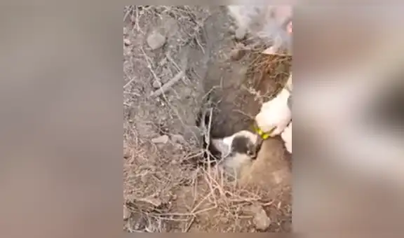 Oye misteriosos sonidos dentro de hoyo, se acerca y descubre a tejón atrapado [VIDEO] 