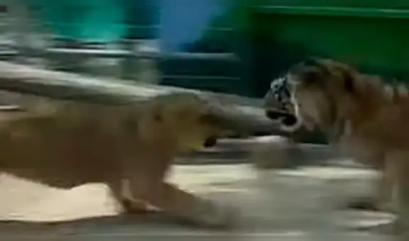 León tiene brutal lucha contra feroz tigre y batalla tiene inesperado final [VIDEO]