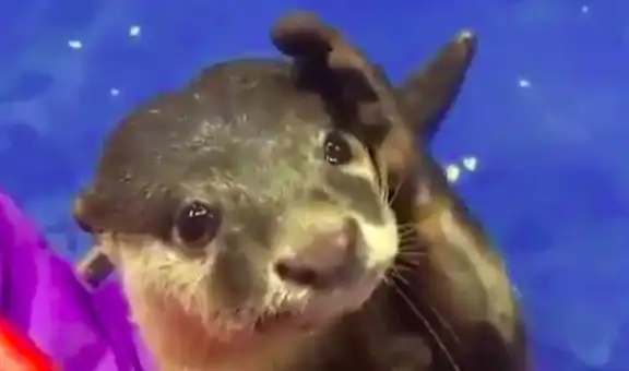 Nutria le enseñó a su cuidador cómo acariciarla con gestos y conmueve a miles en redes [VIDEO]