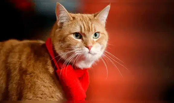 Murió Bob, el gato que inspiró libros y películas tras salvar a un músico de las drogas