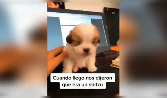 Adopta un pequeño perro shitzu, pero con el tiempo descubre que era otra raza [VIDEO] 