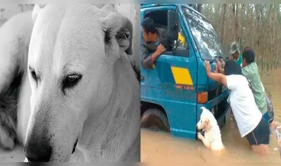 Facebook: Perro se vuelve viral al ser captado ayudando a empujar camión [VIDEO]