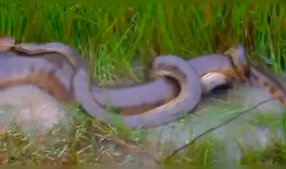 YouTube viral: graban momento exacto en que enorme anaconda se aparea con diminuta serpiente y video asombra al mundo