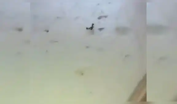 En Facebook: Hormigas luchan a muerte y al ocurre algo insólito[VIDEO]