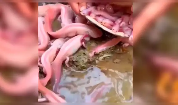 Joven navega por extraño río y halla nido de mágicas criaturas que resguardaban un ‘tesoro’ [VIDEO]