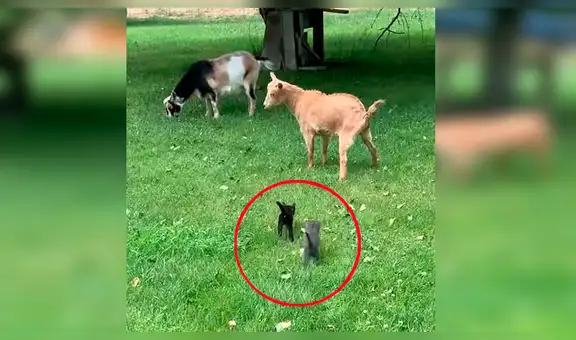 YouTube viral: gatos bebés persiguen a una cabra y la insólita reacción de esta sorprende a todos [VIDEO]