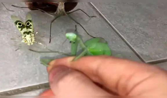 Joven intenta rescatar a mariposa del ataque de feroces mantis religiosas y recibe un duro castigo [VIDEO]