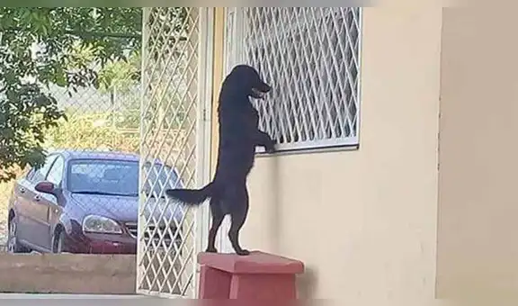 Facebook viral: inteligente perro acompaña a su dueño a su primer día de escuela [FOTOS]