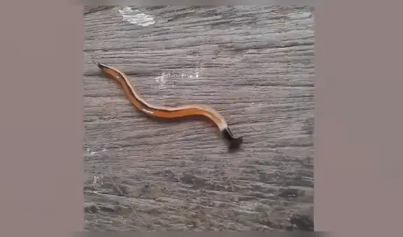 Mujer revisa el interior de su casa y descubre extraño gusano con cabeza de martillo que aterra a todos [VIDEO]