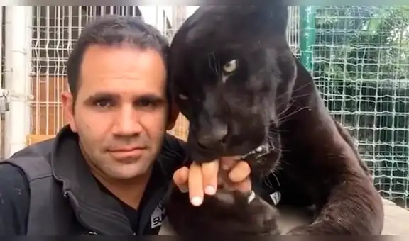 Chico ingresa a jaula de pantera en busca de un 'selfie’ y felino tiene insólita reacción [VIDEO]