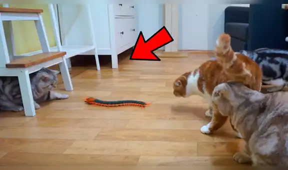 Gatos se topan con gigantesco ‘ciempiés’ y su insólita reacción sorprende a miles [VIDEO] 
