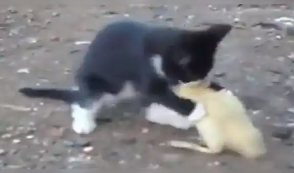 Facebook viral: Parece que gato intenta comerse un pato bebé, pero ocurre lo inesperado [VIDEO]