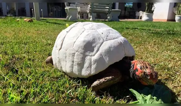 Tortuga termina sin su caparazón durante un incendio y científicos elaboran otro en 3D [VIDEO]