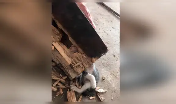 Facebook viral: travieso gato mete su cabeza en árbol, sin imaginar que su dueño lo liberaría con un hacha [VIDEO] 