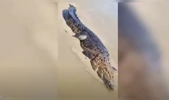 Enorme cocodrilo surge de campo de arroz y hombre se acercan para espantarlo [VIDEO]