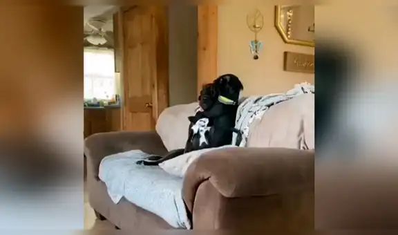 Deja a sus perros ‘cuidando’ su casa y al regresar los encuentra en una inesperada escena [VIDEO] 