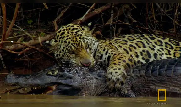 YouTube viral: Jaguar se pelea con gigantesco cocodrilo en lago y desenlace es trágico [VIDEO] 