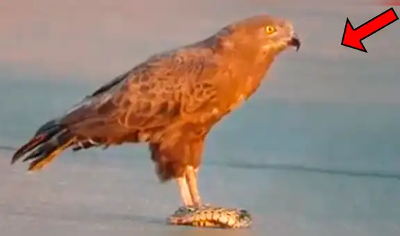 Hambrienta águila engulle a serpiente y ocurre algo asqueroso [VIDEO]
