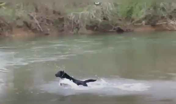 Perro se arriesga para salvar a sus amigos que estaban a punto de ahogarse en un río [VIDEO]