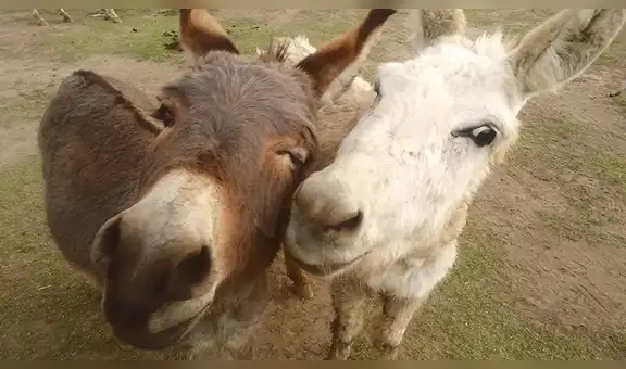 México: conoce Burrolandia, el santuario para burros rescatados que conmueve al mundo [FOTOS]