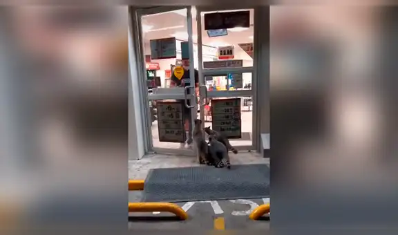 Mapaches detienen en la noche a los clientes de una tienda para pedirles comida [VIDEO]  