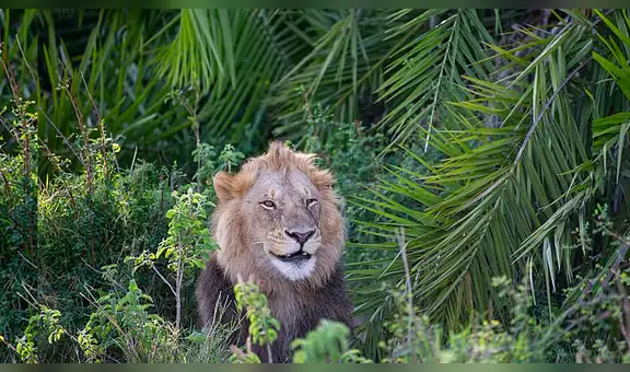 León aterroriza a fotógrafo con rugido y luego sonríe para amenizar el momento [FOTOS]