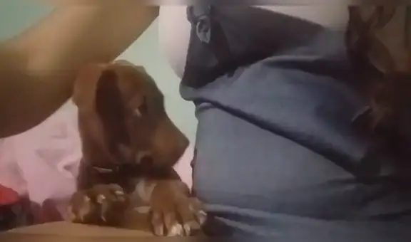 Perro cachorro reacciona tiernamente al conocer que su dueña estaba embarazada [VIDEO] 