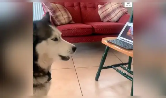 Hace que su perro vea a 'mejor amigo’ por videollamada y este tiene emotiva reacción [VIDEO]