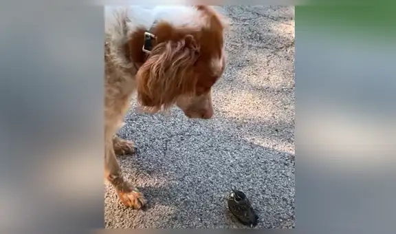 Perro pasea por parque y tiene curiosa reacción al conocer a un pequeño pájaro [VIDEO]
