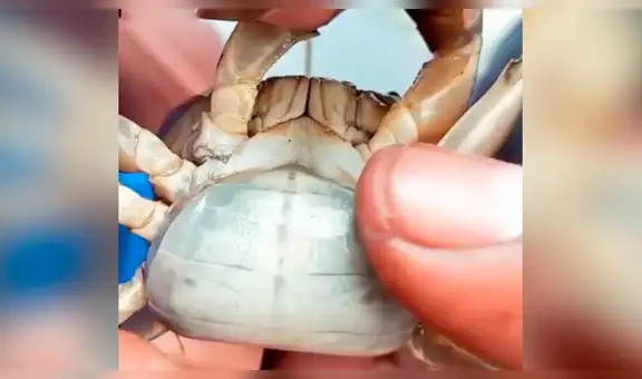 Graban a enorme mamá cangrejo cargando a cientos de sus bebés [VIDEO]