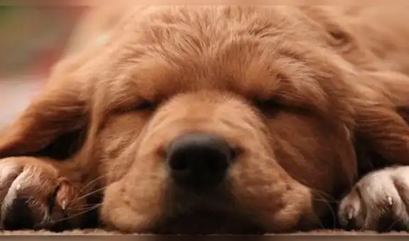 ¡Día Mundial del Perro! Un baño, su comida favorita y otros consejos para engreír a tu mascota en esta fecha