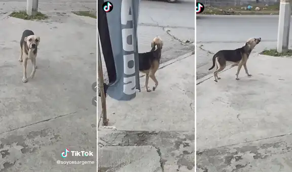 ¡Se hizo el loco! Dueño encuentra a su perro en la calle y este ‘finge’ no conocerlo