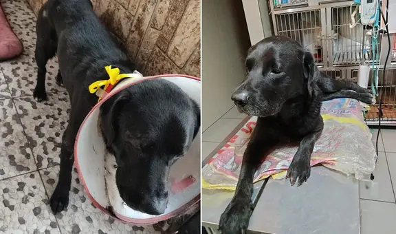 Piden ayuda para Negrito, un perro con problemas de piel que fue rescatado de una calle en Los Olivos