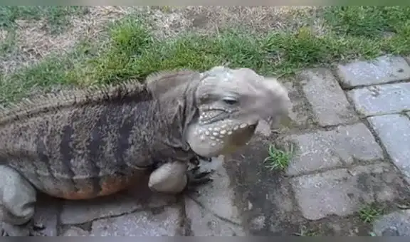 Facebook Viral: No dejarás de reír con este reptil que actúa como perro [VIDEO]