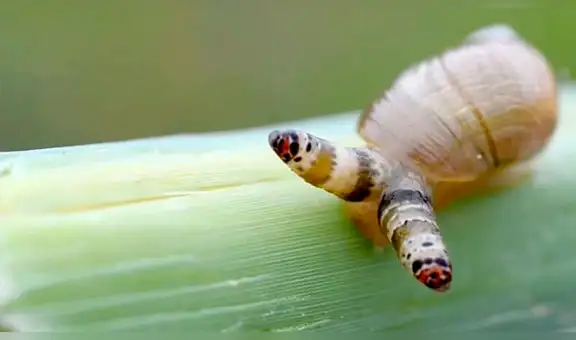 Extraño parásito enferma a caracol y lo transforma en ‘zombie’ que muta de color [VIDEO]