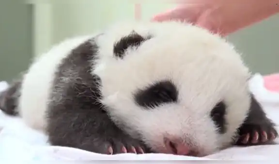 Pequeño oso panda abre los ojos por primera vez tras casi dos meses de haber nacido [VIDEO] 