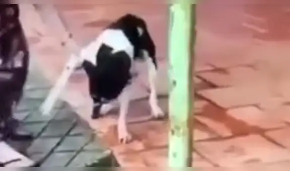 ¡Indignante! Mujer le corta una pata a su mascota por “portarse mal”