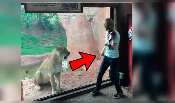 Violinista da ‘serenata’ a leones y una felina reacciona de forma agresiva [VIDEO]