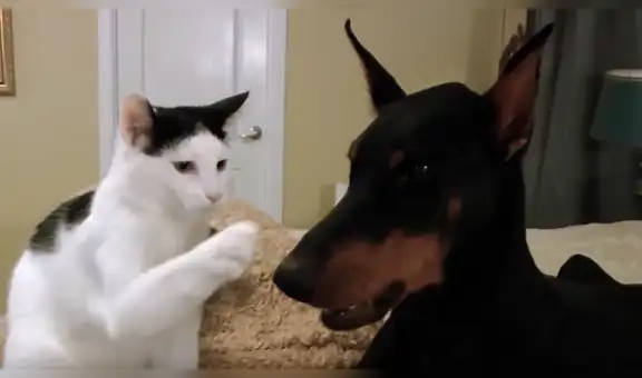 Mujer entra a su cuarto y descubre tierna escena de su perro junto a su gato [VIDEO]