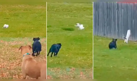 Feroces perros intentan atacar a gato callejero y este realiza increíble maniobra para evadirlos [VIDEO]