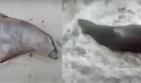 Barranco: auxilian a lobo marino varado en la playa Punta Roquitas