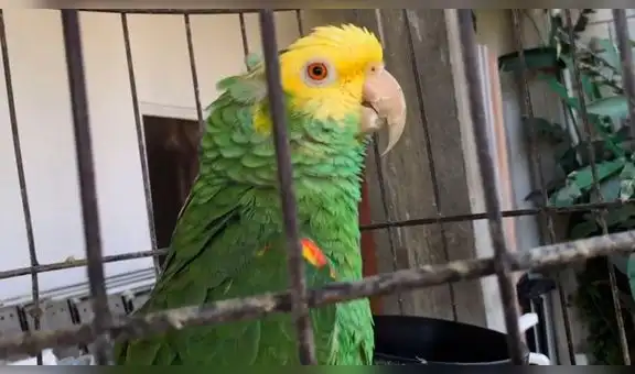 YouTube: Loro le da el mejor regalo de todos a su dueña por su cumpleaños