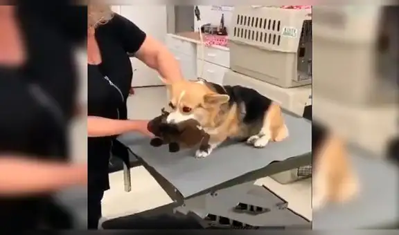 Perro lleva su juguete favorito al veterinario para calmar su miedo [VIDEO]