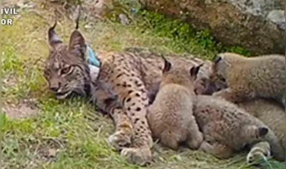 Cazador mata a lince que fue criado para salvar a su especie y tenía cachorros [VIDEO]