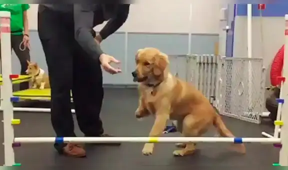 Perro con discapacidad logra dar sus primeros pasos y miles de usuarios se conmueven al verlo [VIDEO]