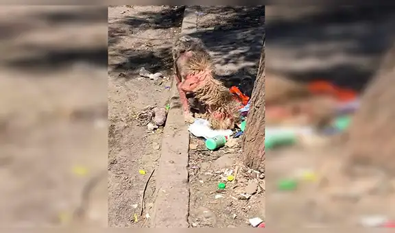 Perro con sarna tiene radical cambio de aspecto y sorprende a todos  [FOTOS]