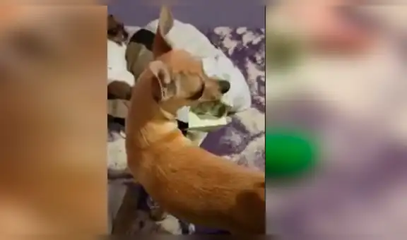 Facebook viral: perra le roba dinero a sus dueños y se rehúsa a devolverlo [VIDEO]