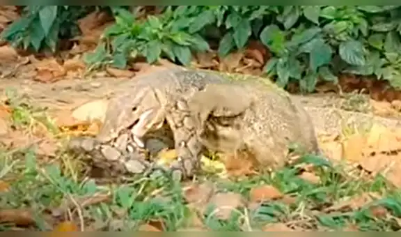 Enorme serpiente pitón tiene brutal pelea contra varano y cruel final causa terror [VIDEO]