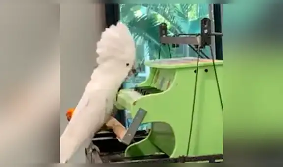 Joven deja sola a su cacatúa y luego la encuentra en escena que hace reír a miles [VIDEO] 